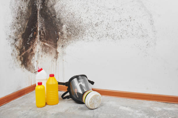 Best Residential Mold Removal  in Ball Pond, CT