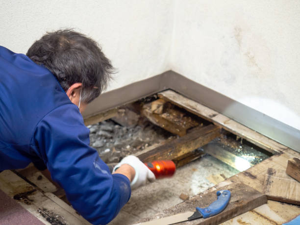 Mold Removal Process in Ball Pond, CT