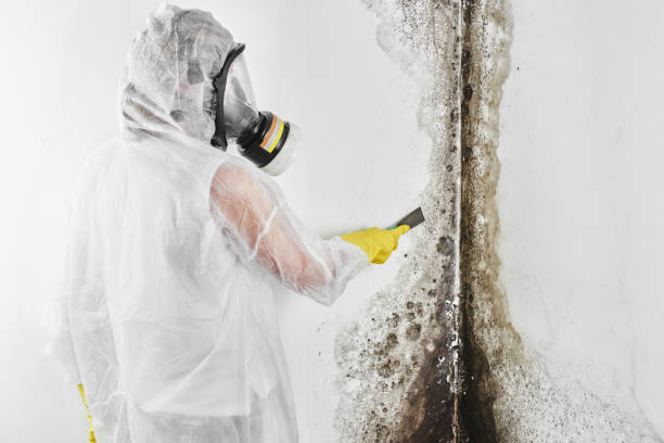Home Mold Removal in Ball Pond, CT