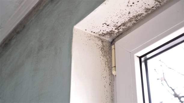 Best Same-Day Mold Removal  in Ball Pond, CT