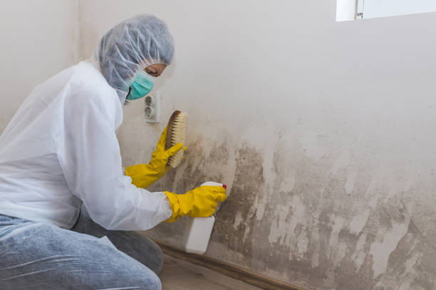 Best Fast Mold Removal  in Ball Pond, CT