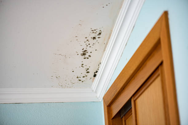 Best Mold Removal Process  in Ball Pond, CT