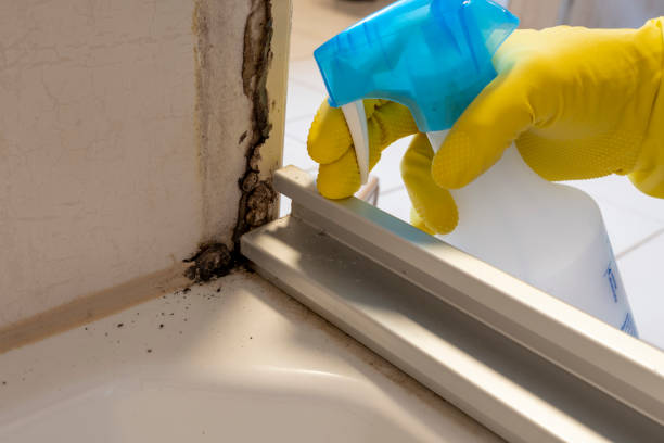 Best Mold Testing  in Ball Pond, CT