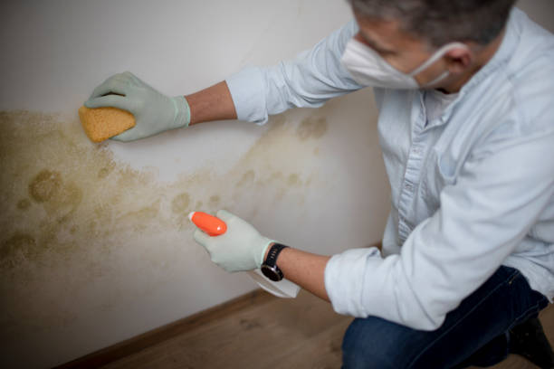 Best Mold Cleaning Services  in Ball Pond, CT