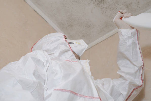 Best Commercial Mold Removal  in Ball Pond, CT