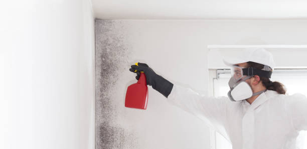 Best Mold Removal Near Me  in Ball Pond, CT