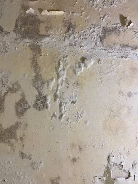 Best Mold Remediation  in Ball Pond, CT