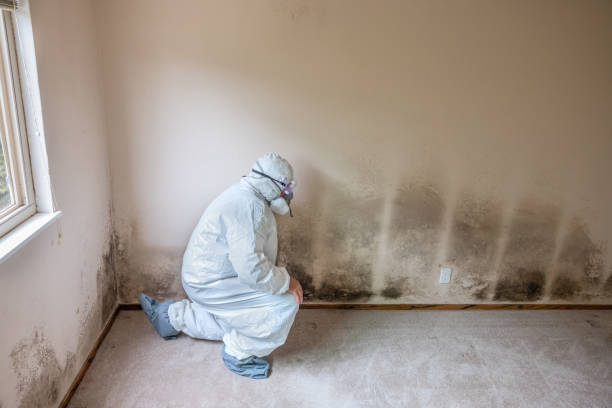 Best Toxic Mold Removal  in Ball Pond, CT