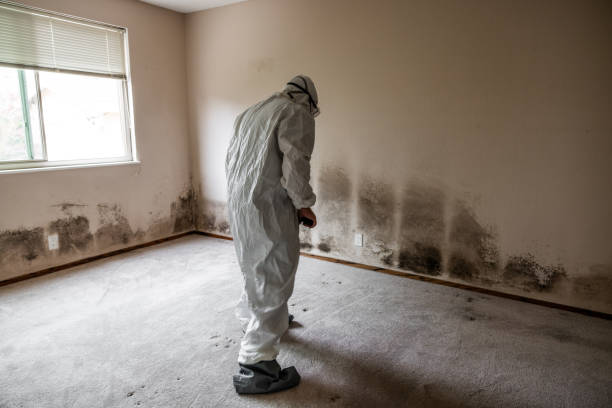 Best Black Mold Removal  in Ball Pond, CT