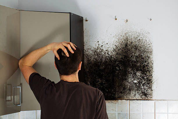 Best Mold Removal Near Me  in Ball Pond, CT