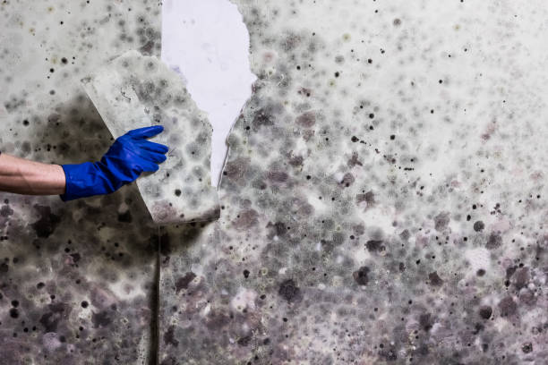 Best Attic Mold Removal  in Ball Pond, CT