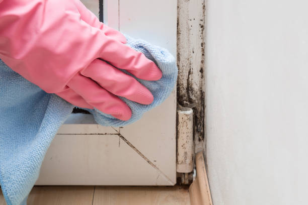 Best Local Mold Removal Service  in Ball Pond, CT