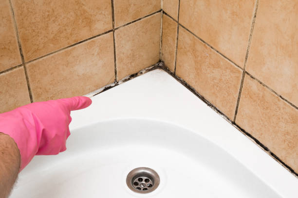 Best Emergency Mold Removal  in Ball Pond, CT
