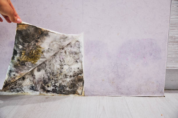 Best Mold Damage Repair  in Ball Pond, CT